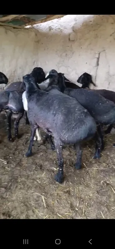 Qurbonlik va aqiqaga Qoʻchqorla bor — фото 1