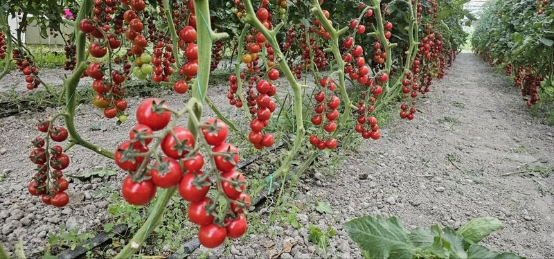 Продается помидоры черри, Помидор черри (cherry tomat) сотилади — фото 3