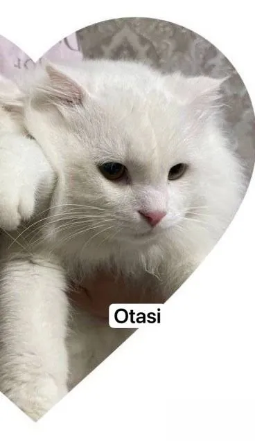 Scotsh fold toza qonli 5 Scotsh fold toza qonli 5