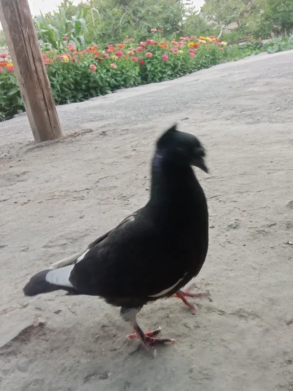 kabutar 2 kabutar 2
