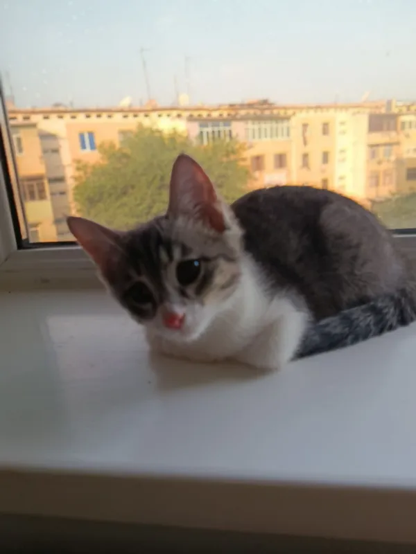 котята — фото 1
