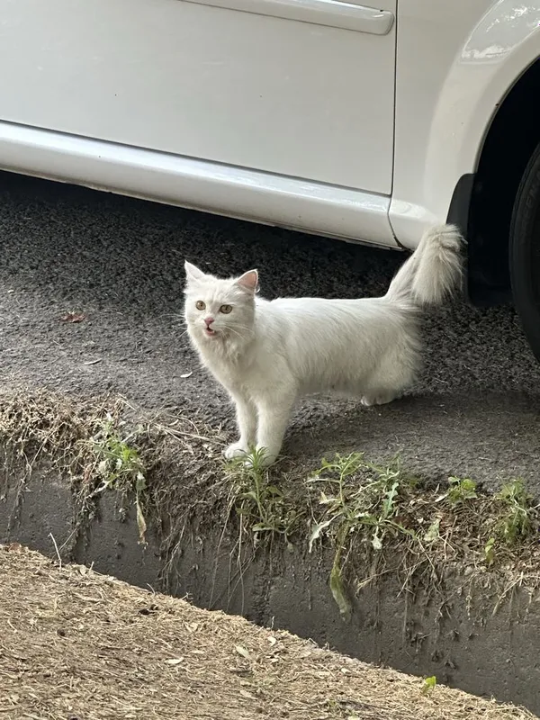 Котик домашний, нету 1 задней ноги. Отдам в хорошие руки