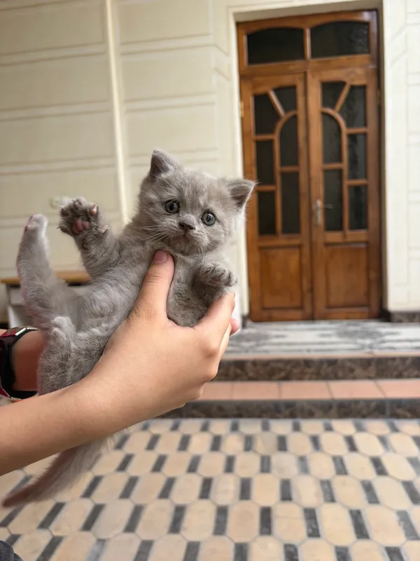 Сотилади мушук 2