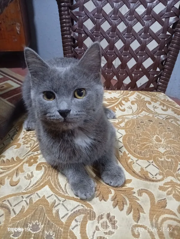 Продаётся котёнок, девочка, 5 месяцев 1 Продаётся котёнок, девочка, 5 месяцев 1