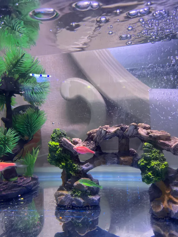 Danio Glofish samkalari (Tuxadigan) — фото 1