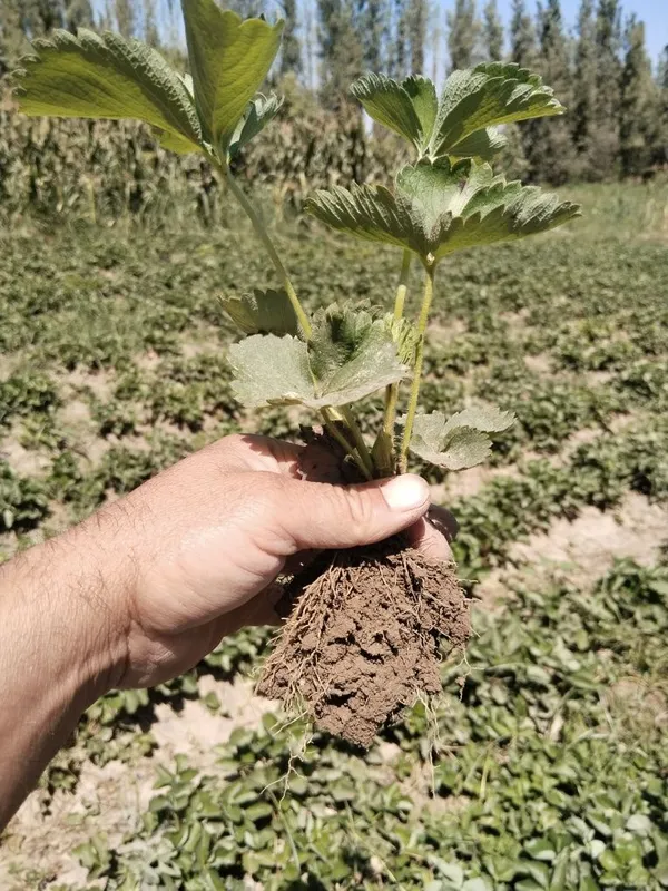 Alba , Kler koʻchatlari bor kelishilgan narxlarda — фото 1