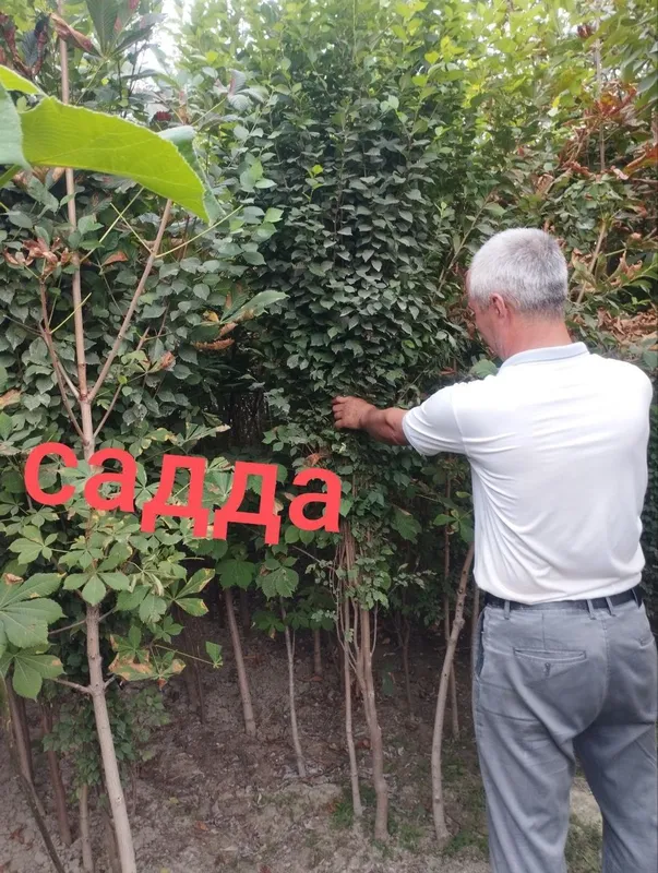 Sadda qayrag'och manzarali daraxti ko'chatlar bor. — фото 1