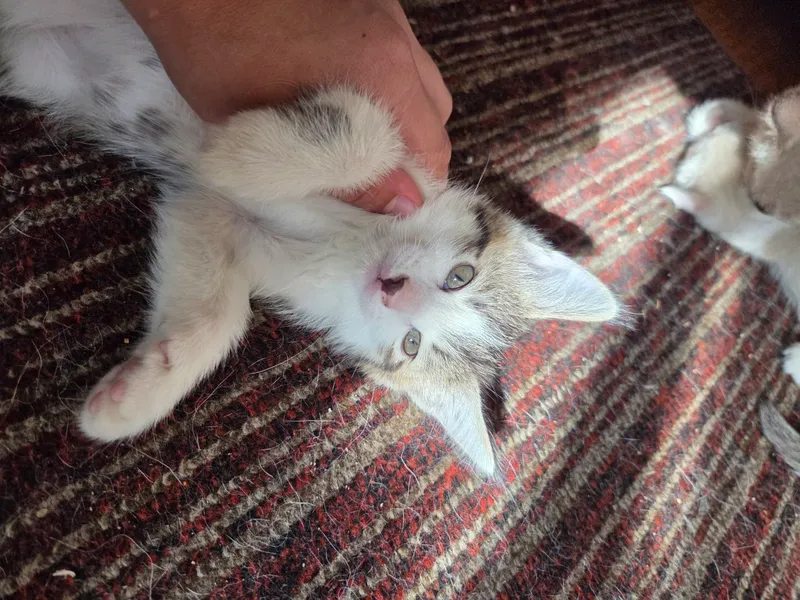 отдам котят в хорошие руки 3