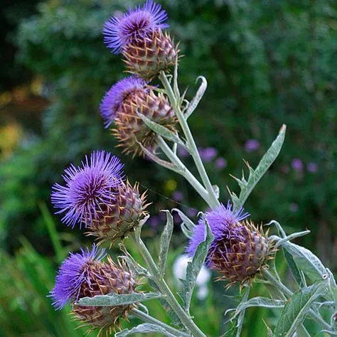 Noyob Artishok (Artichoke) sotiladi,cheklangan.