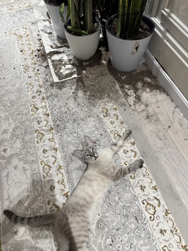 Пропала Кошка — фото 4