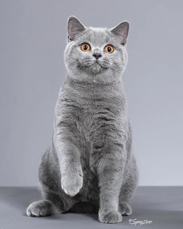 British Shorthair