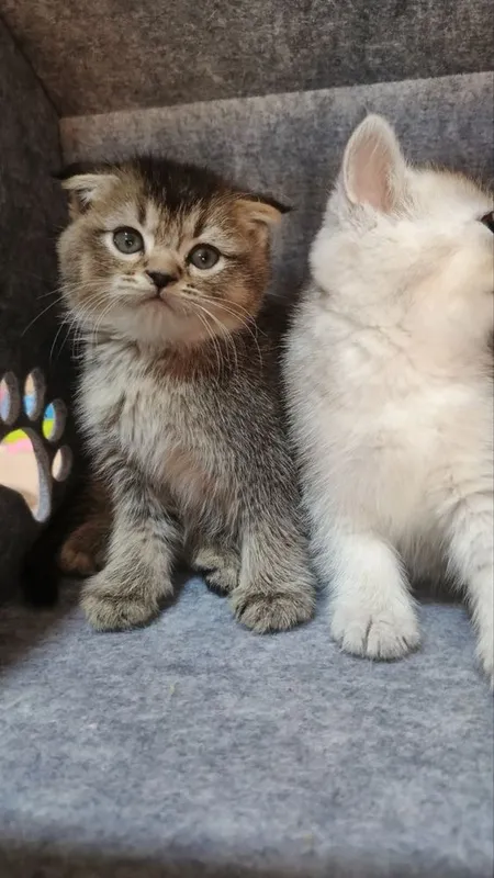 Продаются милые шотландское котята — фото 2