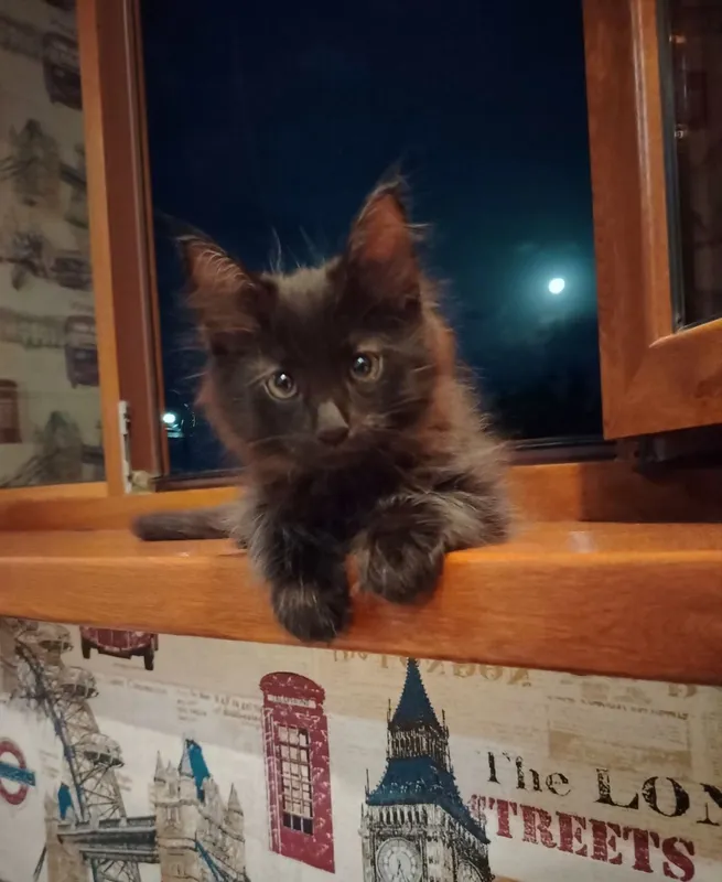 Котёнок к добрым рукам. mushuk bolasi yaxshi qo'llarga. 1 Котёнок к добрым рукам. mushuk bolasi yaxshi qo'llarga. 1
