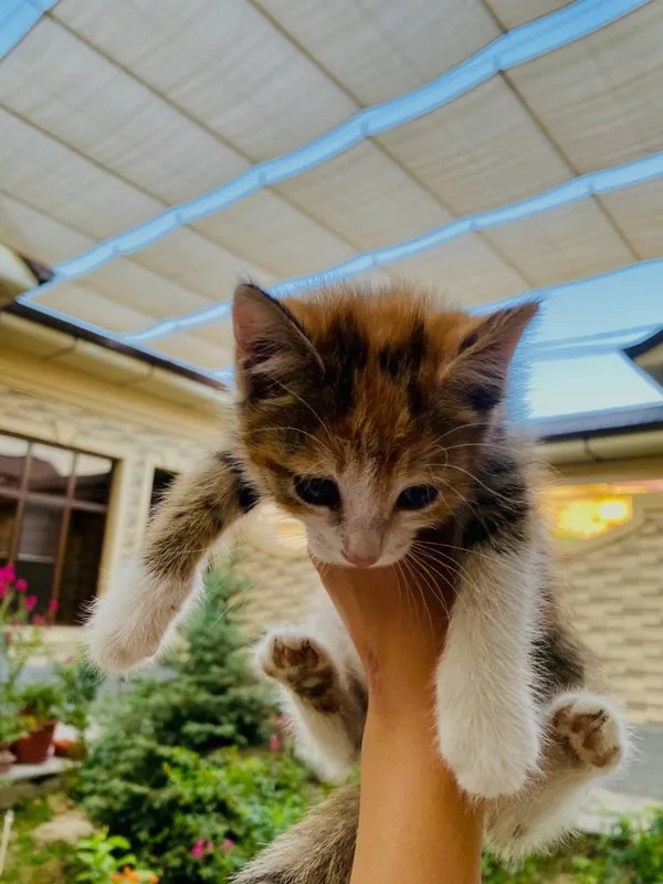 Отдам котят бесплатно 5 Отдам котят бесплатно 5