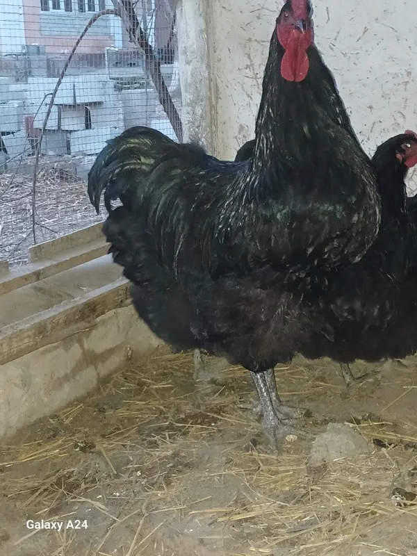 Жерси гигант жужалари — фото 4