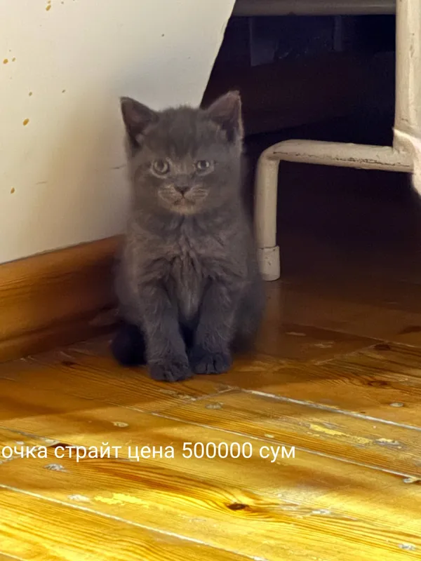 продается котята от правильной вязки