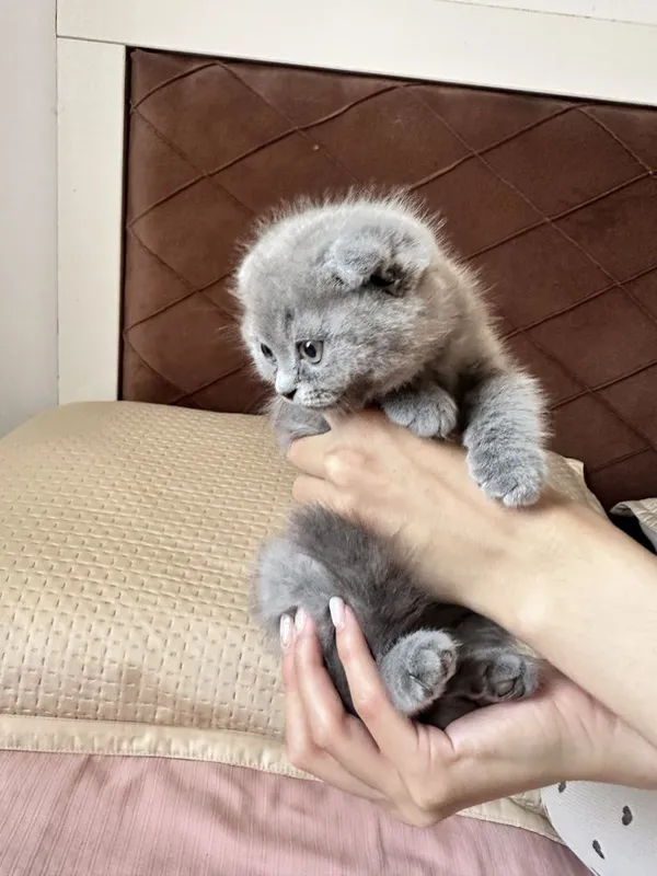 Mushukcha ; кошка 2