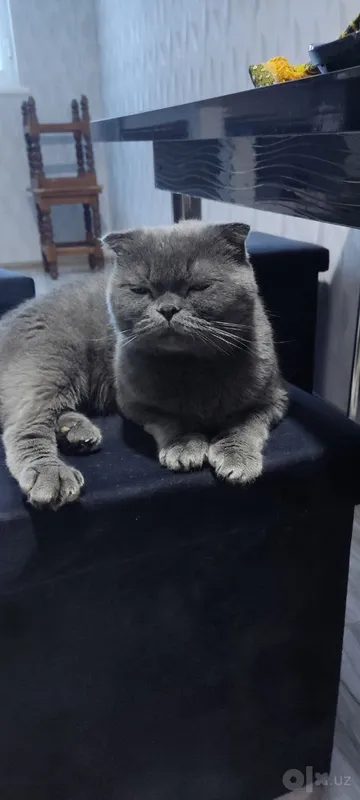 Британский скотиш фолд 6 Британский скотиш фолд 6
