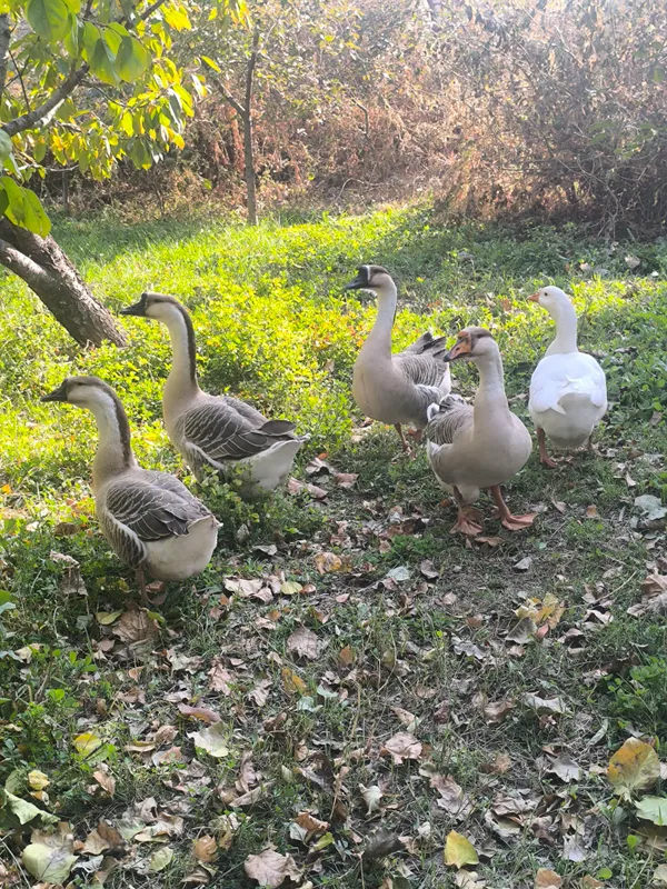 sotiladigan goz va tuqumlari bor narxi telda — фото 1