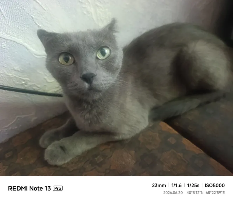 Кошка отдам в хорошие руки 4 Кошка отдам в хорошие руки 4