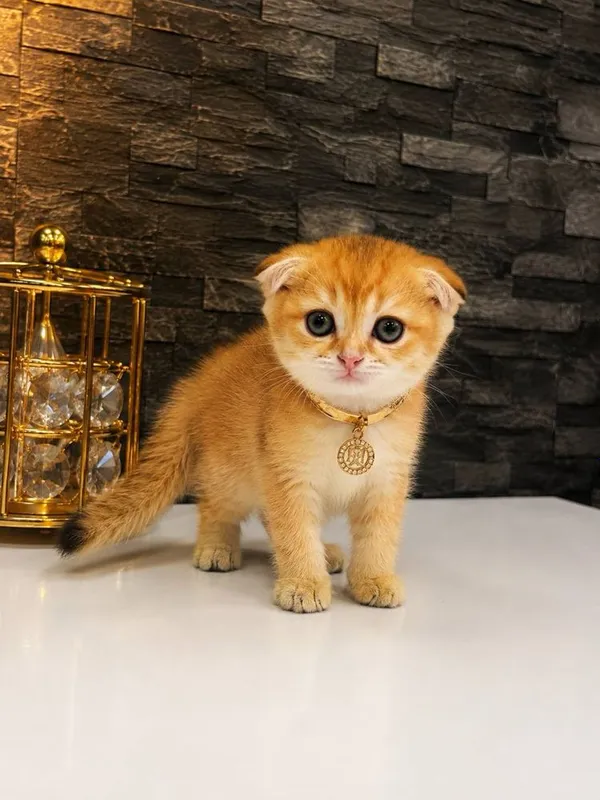Продается скоттиш Фолд, шиншилла 2