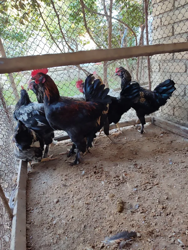 Xorozlar shu yilgi semiz soglim
