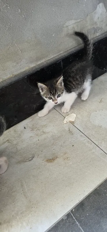 котята 3 котята 3