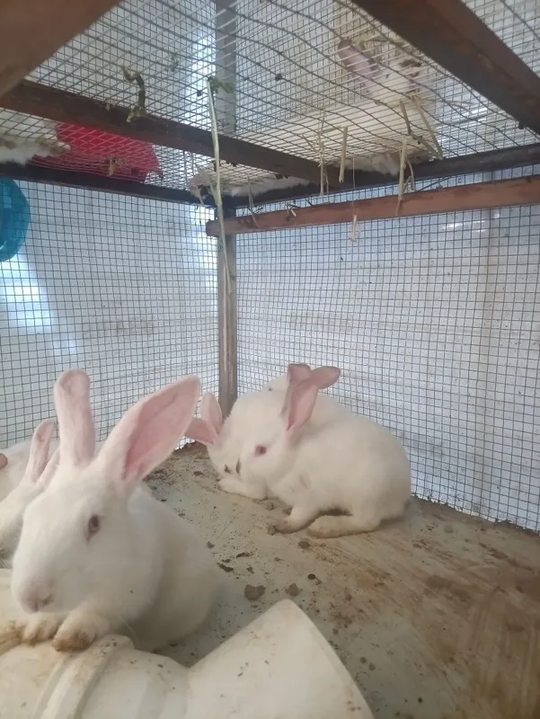 Quyon bolachalari 3 Quyon bolachalari 3