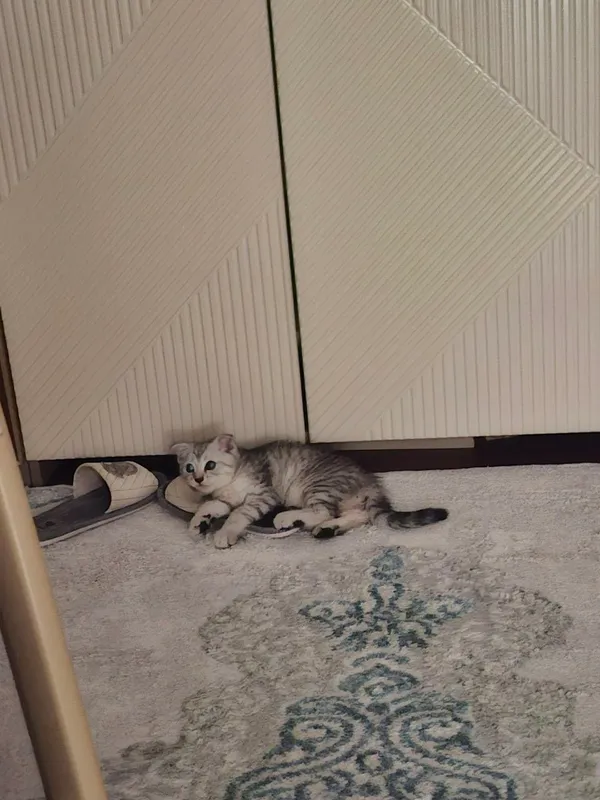 Кошка,ест что угодно, 100$ договорная 2