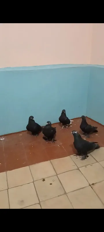 Kabutarlar 3