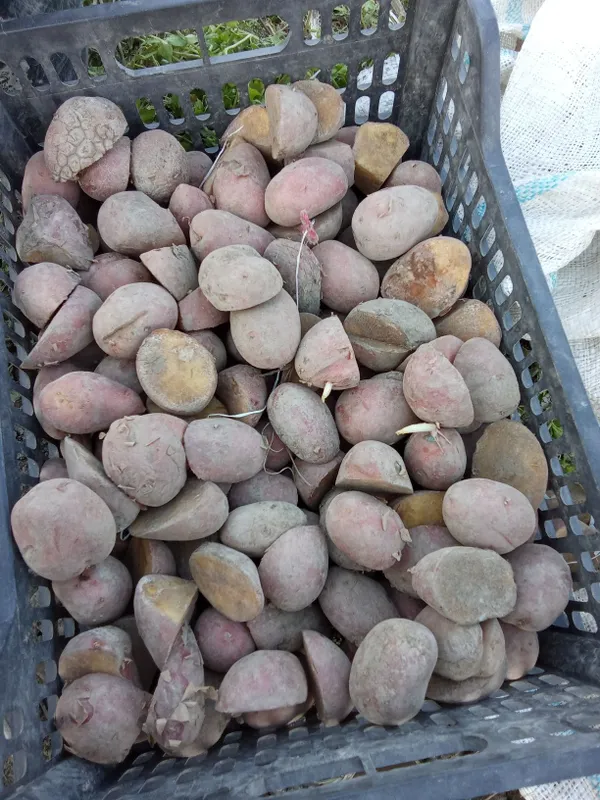 Samarqand tumaniga esma urugʻlik sotiladi — фото 1