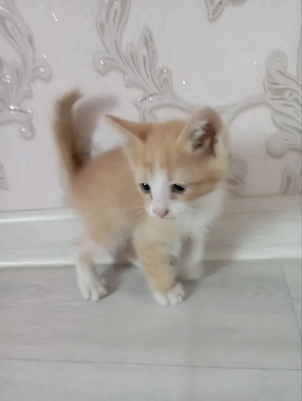 Котят отдают бесплатно 1