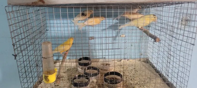 Kanareyka turxil rangi bor Kanareyka turxil rangi bor