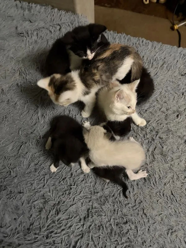Котята в добрые руки — фото 1
