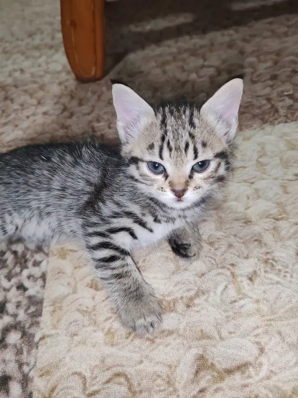 Котята в заботливые руки бесплатно — фото 1