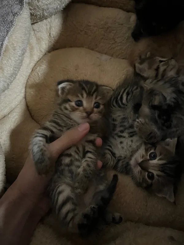 Вислоухие котята скоттиш фолд — фото 1