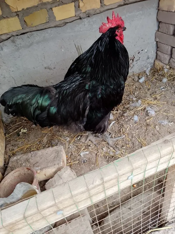 Qora shaxzoda xo'rozi sotiladi 2 Qora shaxzoda xo'rozi sotiladi 2