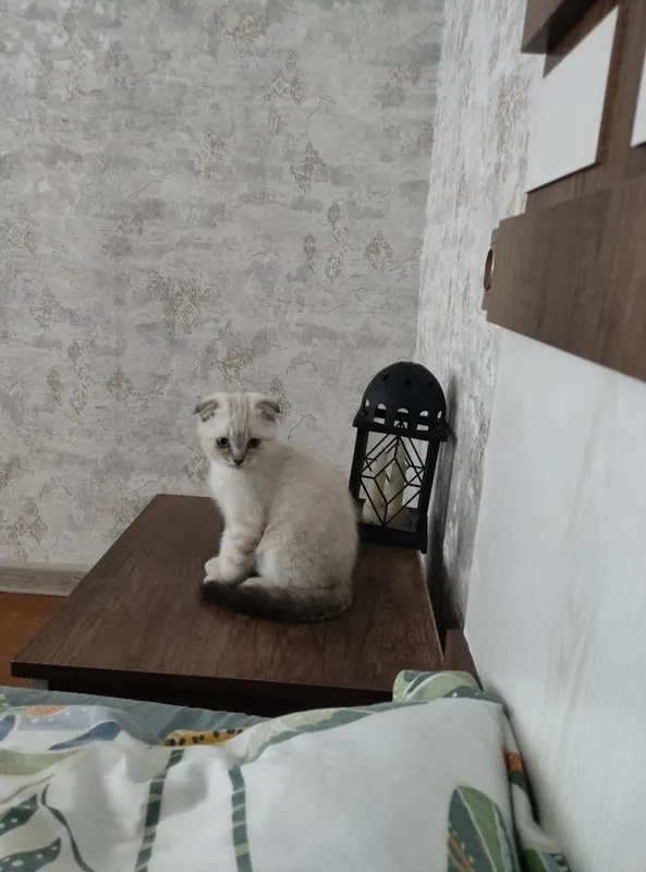 Продается котенок девочка скотиш фолд родилась 4 апреля 4