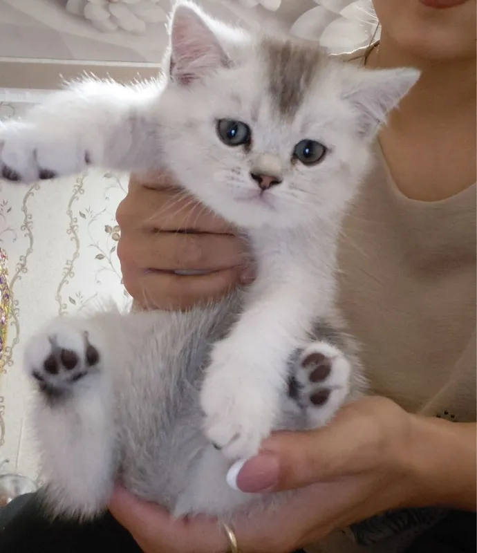 Скотиш шиншилла мальчик 1 Скотиш шиншилла мальчик 1