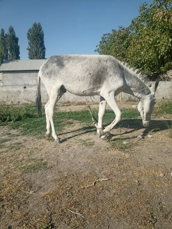 Eshak arava sotiladi Soglom kuchli erkak eshak sotiladi — фото 6