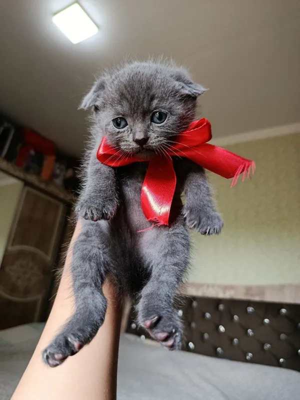 Scottish fold — фото 2 Scottish fold — фото 2