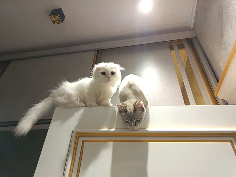 Кот хейланд фолд