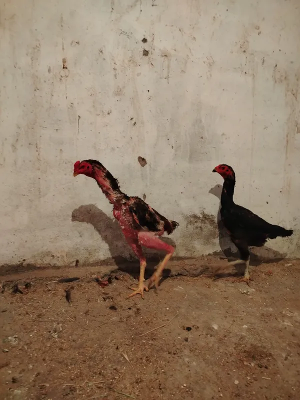 Dakang para sotiladi 6 Dakang para sotiladi 6