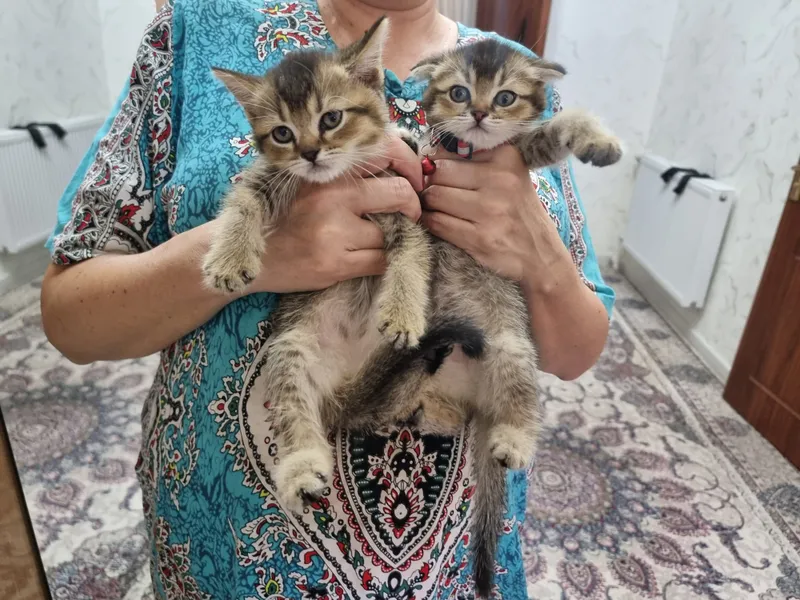 Котята скоттиш фолд и страйт золотые шиншилла 6