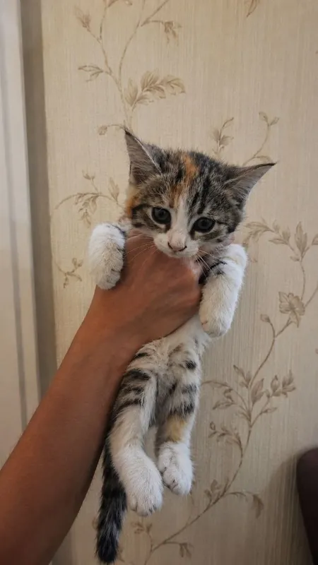 Пристраиваются котята 1