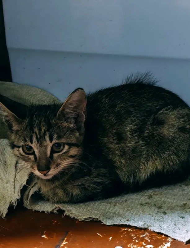 котята 3 котята 3