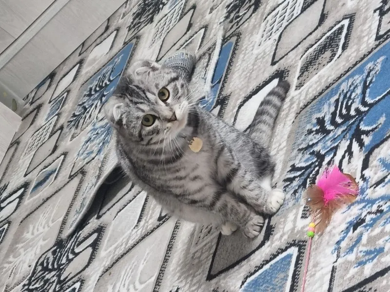 Mushuk (Scottish Fold) sotiladi — фото 6