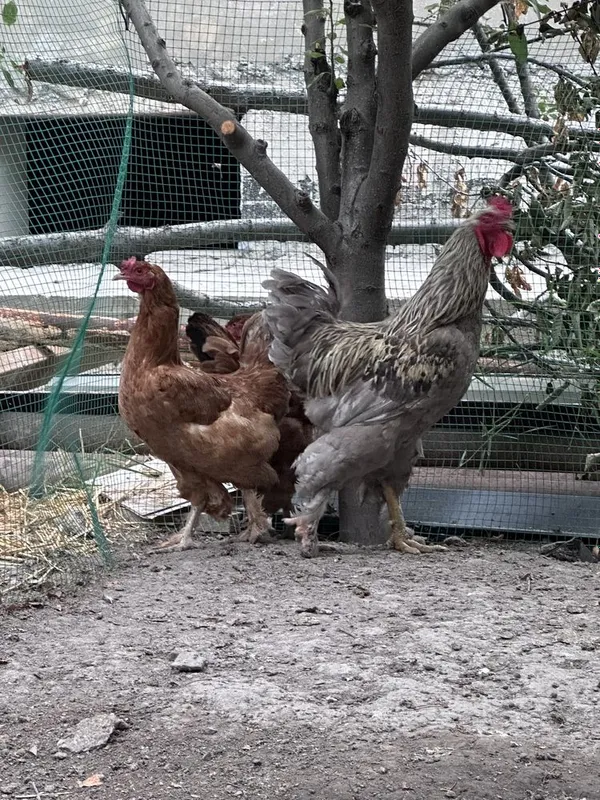 Tovuqlar va maxsus yasalgan katak kalitkasi sotiladi. 1