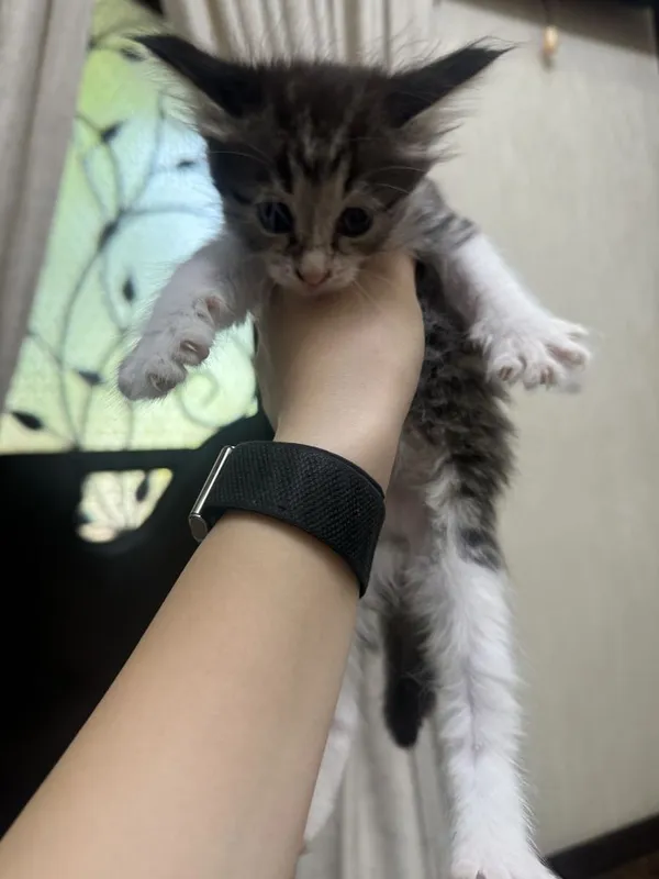 Котята 1,5 месяца бесплатно 4