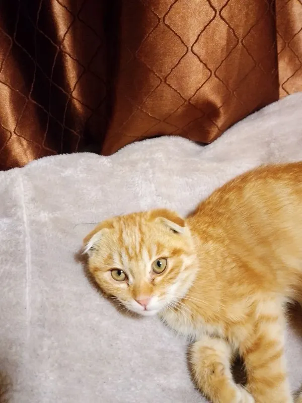 Scottish Fold Golden — фото 2